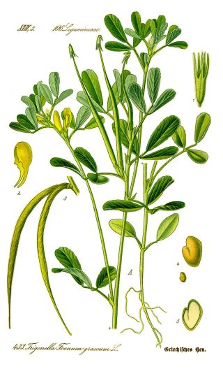 Pískavice řecké seno (Trigonella foenum-graecum)